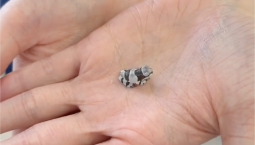 В зоопарке Петербурга вылупились редкие квакши-арлекины