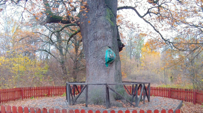 В Крыму спасают от усыхания 600-летний дуб 