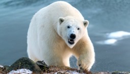 На «Острове Врангеля» насчитали 455 белых медведей