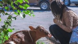 Американка выгуливала телёнка на Красной площади