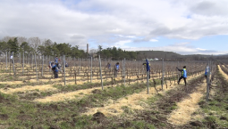 «Лоза России 2026»: в Севастополе соревновались обрезчики винограда