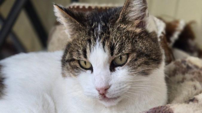 Крымскую кошку Мусю номинировали на международную премию