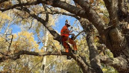 Севастополь ведёт оздоровление памятников природы