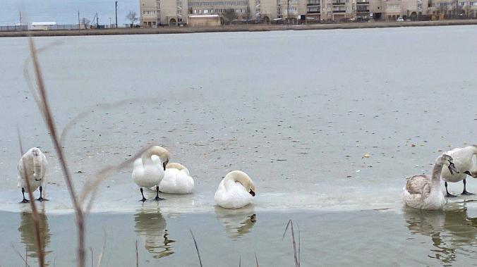 В Крыму опровергли информацию о замерзающих лебедях