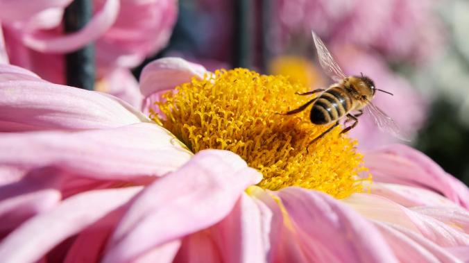 Дизельные выхлопы мешают бабочкам и пчелам опылять растения