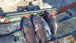 В Чёрном море поселился окунь с Дальнего Востока