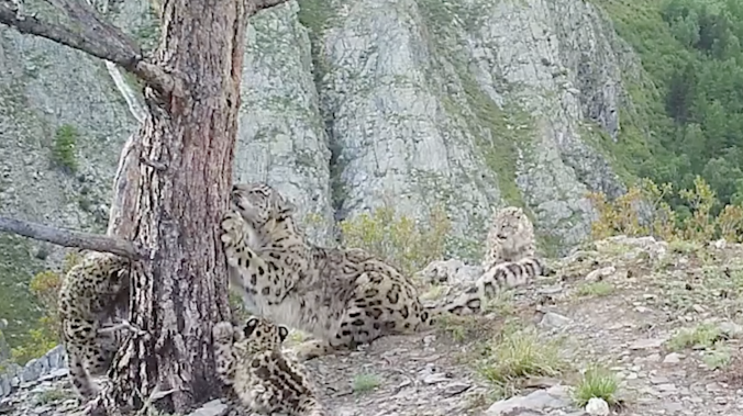Шесть котят снежного барса попали в фотоловушку в Красноярском крае