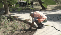 2500 летних цветов украсят клумбы Севастополя