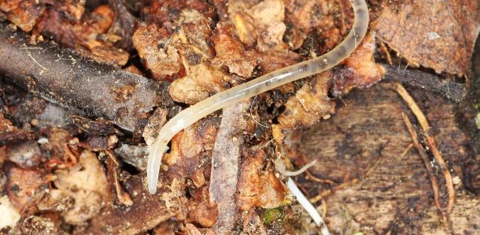 Ученые разгадали 30-летнюю тайну обоняния червей