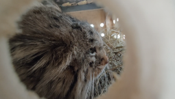 Манул Пепе едет в Петербург для создания семьи