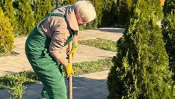 На площади Восставших высадили 70 молодых туй