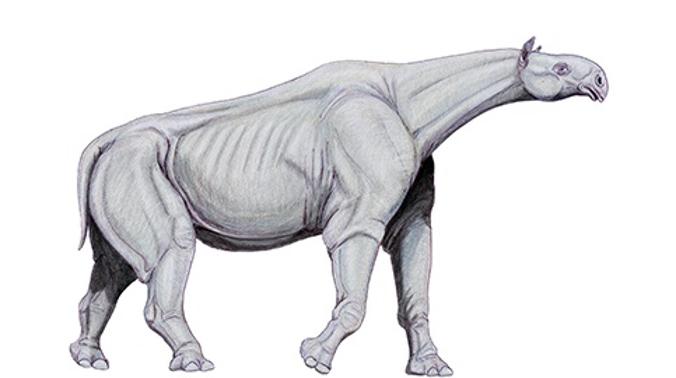 Найдено самое большое наземное млекопитающее в истории