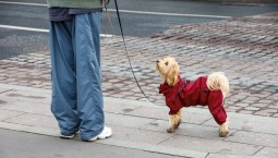 В России утвердили требования к местам выгула собак