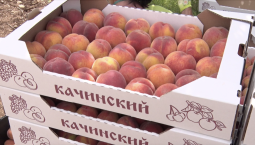 900 тонн плодовых культур соберут в Севастополе