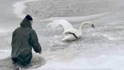 Лебедя с повреждённым крылом спасли в Херсонской области
