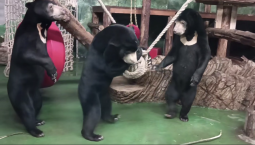 «Обезьяний кулак» покорил медведей в зоопарке 