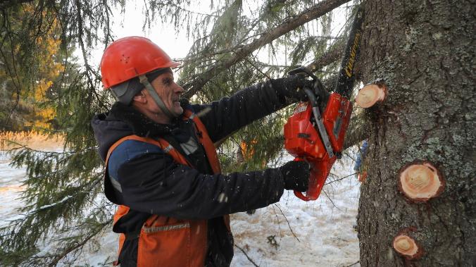 В Симферополе спилят 7 тысяч сухих и поврежденных деревьев