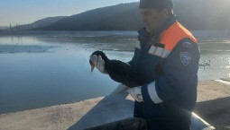 В Севастополе спасли птиц, примёрзших ко льду