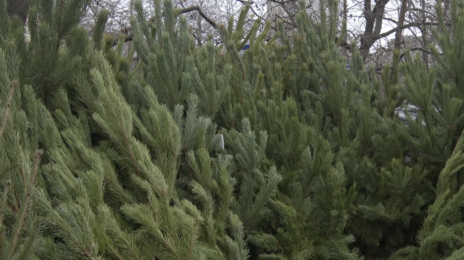 Первые ёлочные базары открылись в Симферополе