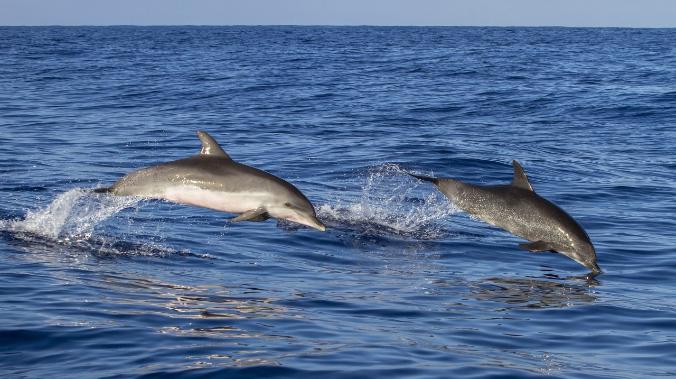 Ученые: вирус распространяется среди дельфинов как COVID 