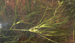 Руппия поможет выращивать рачков для домашних птиц