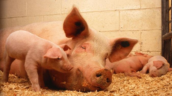 Супербактерия C.difficile передается от свиней к людям