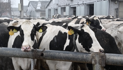 Хозяйства Кубани разводят коров и используют роботов для доения 