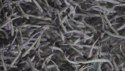 В апреле и мае в реки Приморья выпустят более 12 млн мальков кеты