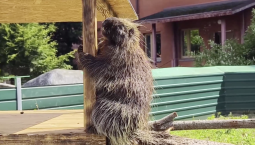 В вольерах Московского зоопарка появились дикобразы