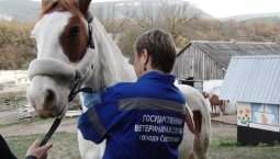 В Севастополе привьют 450 лошадей от сибирской язвы