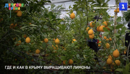 Где и как в Крыму выращивают лимоны