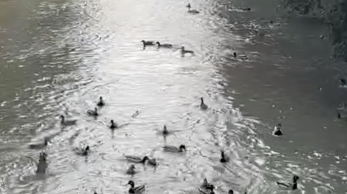 Утиный водовород: в Ялте птицы устроили шоу в реке