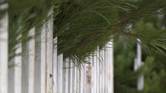 Эксперты: насекомые на новогодних ёлках для людей не опасны