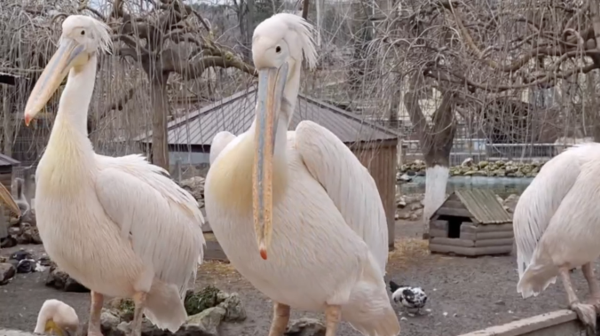 В Бахчисарае пеликаны «надели» розовый наряд
