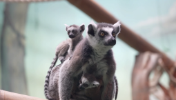 Кошачьи лемуры родились в Московском зоопарке 