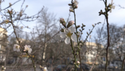Хрупкая и уязвимая красота: в Севастополе в мороз зацвели абрикосовые деревья
