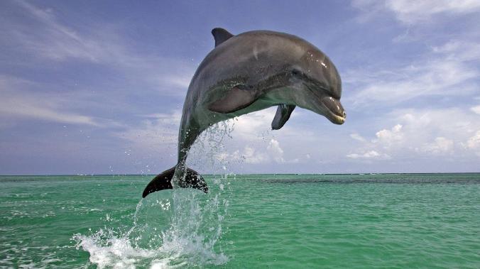 Ученые: дельфины могут страдать от болезни Альцгеймера