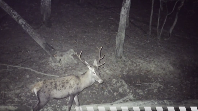 Фотоловушка Севастополя поймала самцов оленей  