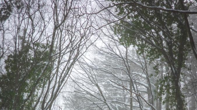 Участок дороги из Ялты на гору Ай-Петри открыли 