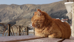 Крым – в пятёрке лидеров Национального туррейтинга