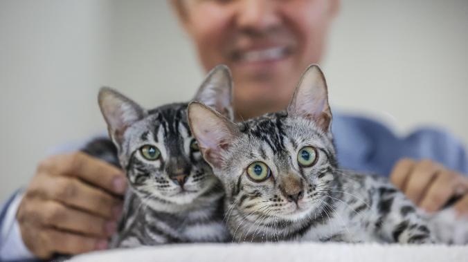 Российские ученые изобрели вакцину от аллергии на кошек