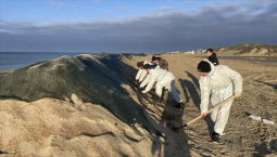 3 000 км береговой линии очистили от нефтепродуктов