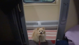 В поездах напомнили о правилах перевозки животных 