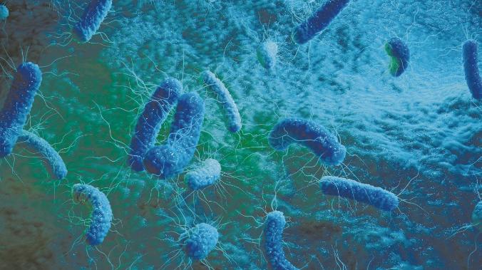 Бактерии поразили способностью быстро достигать неуязвимости к антибиотикам