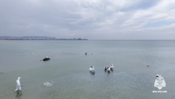 На Кубани собрали 180 тысяч тонн грязного песка