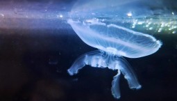 Учёные ИНБЮМ определяют чистоту моря по медузам