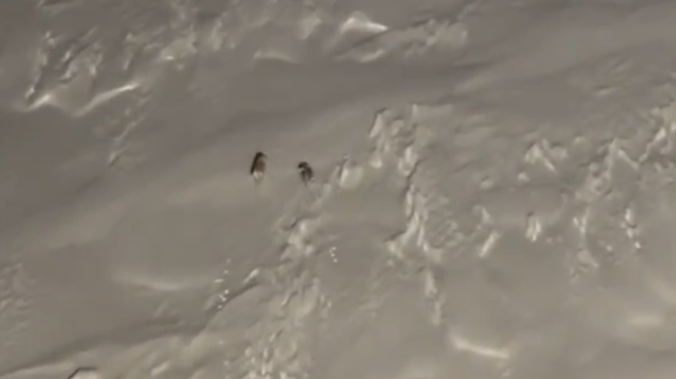 На льдах реки Енисей сняли на видео полярных волков
