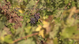 Виноградарям Севастополя выделили  738 млн руб. за год