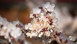 Фруктовые деревья в Крыму спасают от заморозков