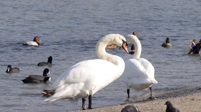 Белые лебеди украсили бухту Омега в Севастополе 